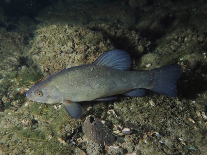 Tench
