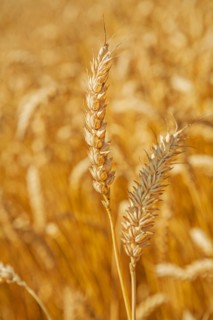 Wheat ears up close