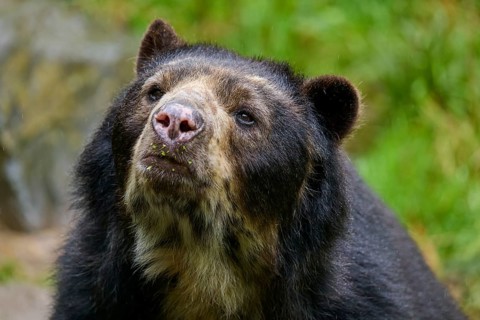 Spectacled bear