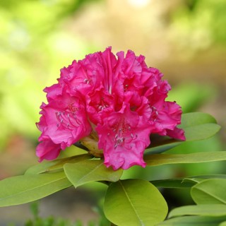 Rhododendron flowers