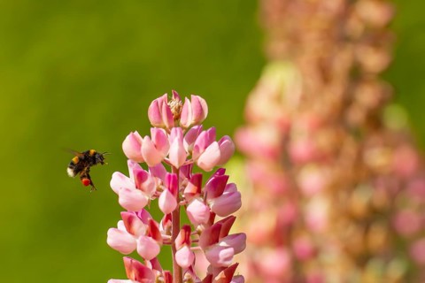 Buff tailed bumble bee
