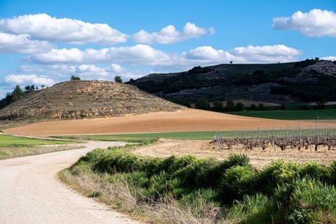 Landscape of vineyards in the Ribera del Duero appellation area in the spring in the province of Valladolid in Spain