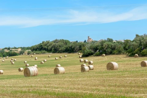 Stacks of straw