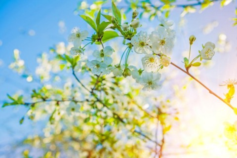 Blossom of cherry tree small branch with flovers on blurred sky background with suun instagram style