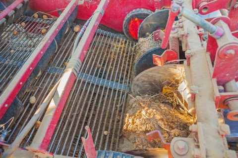 Harvesting the potato the labour element