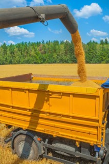 Loading wheat grains during the harvest