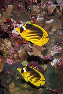 Pair of diagonal butterflyfish