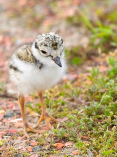 Ringed Plover
