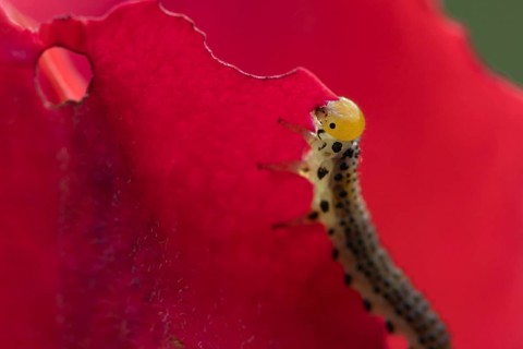 Large rose sawfly