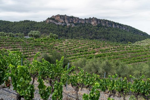 Experience stunning vineyard landscapes in the Priorat wine region