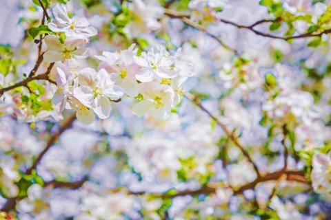 Beautiful blooming flowers from apple tree instagram style