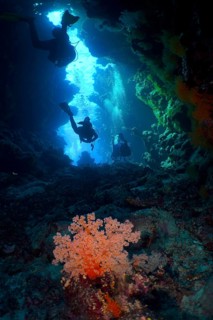 Hemprich's tree coral
