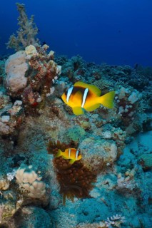 Pair of red sea clownfish