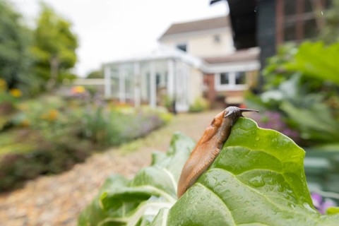 Red slug