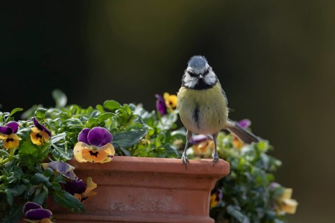 Blue tit