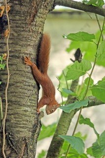 Eurasian red squirrel