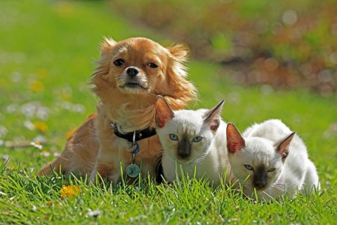 Thai cats and Chihuahua sitting