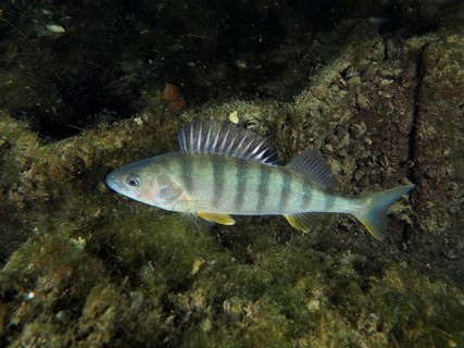 Perch