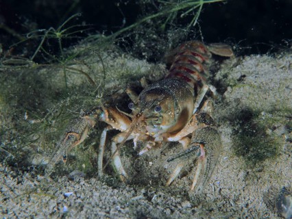 Crayfish