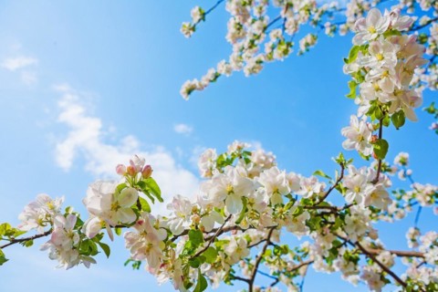 Blssoming branch of apple tree on bright blue sky instagram stile