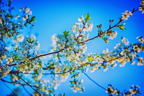 Blossom of cherry tree inatagram style