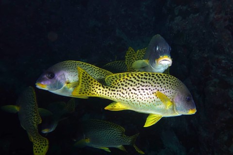 Shoal