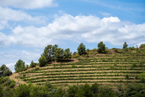 Experience stunning vineyard landscapes in the Priorat wine region