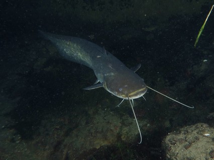 Catfish