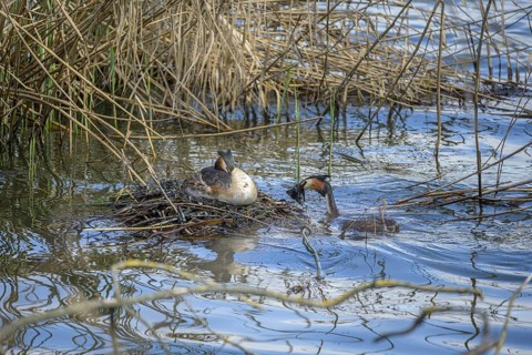 Great crested grebe