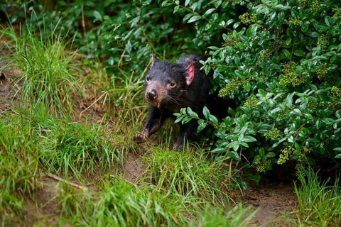 Tasmanian devil