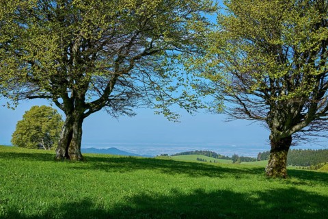 Wind beeches in spring