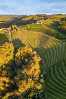 Aerial view of vineyards in the morning light