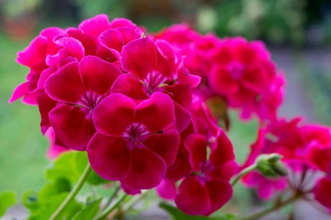 Geranium blossoms