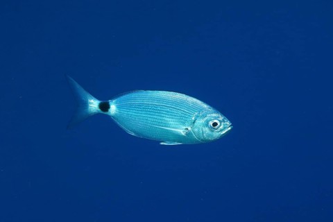 Banded seabream