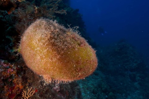Sea ball