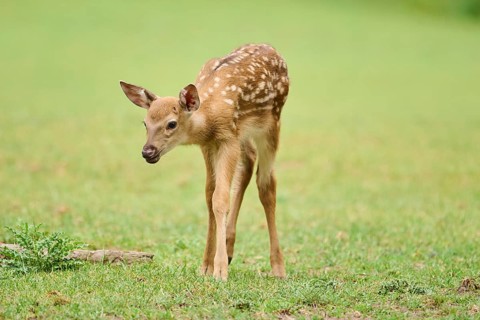 Sika deer