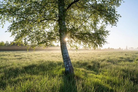 Downy birch