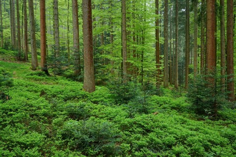 Dense forest with tall trees and a carpet of green blueberry plants on the forest floor