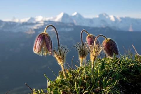Alpine pasqueflower