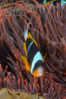Allard's clownfish