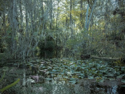 Mangrove forest