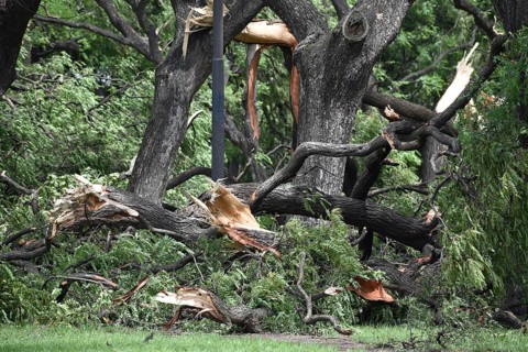 Broken and fallen trees of the species Tipu tree