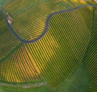 Aerial view of vineyards in the morning light