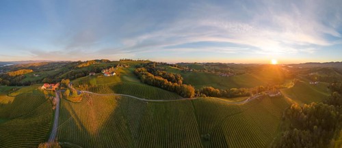 Aerial view of vineyards in the morning light