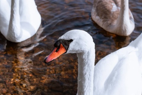 Family of swans swims across the lake in the morning sun. The concept of love