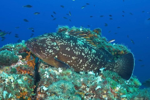 Dusky grouper