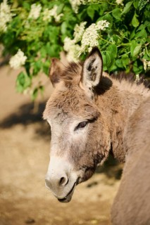 Donkey