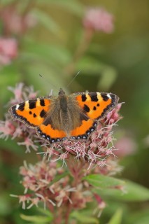 Small tortoiseshell