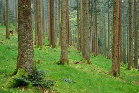 Foggy fir forest with moss-covered ground and natural light