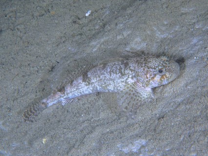 bullhead
